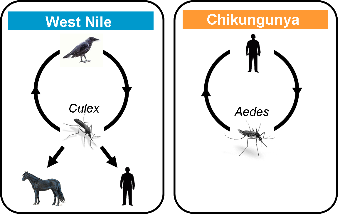 WNV Transmission Cycle