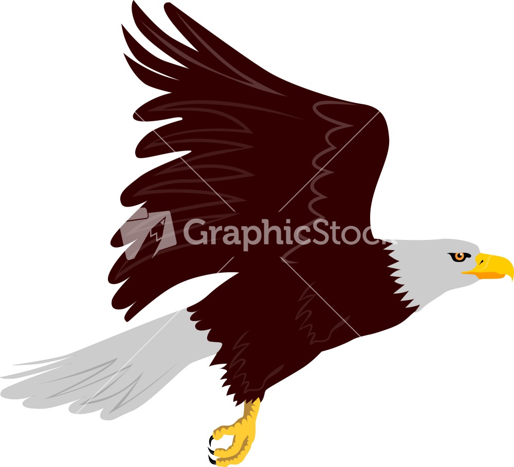 American Bald Eagle Vector