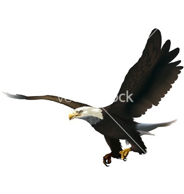 Bald Eagle Vector Art