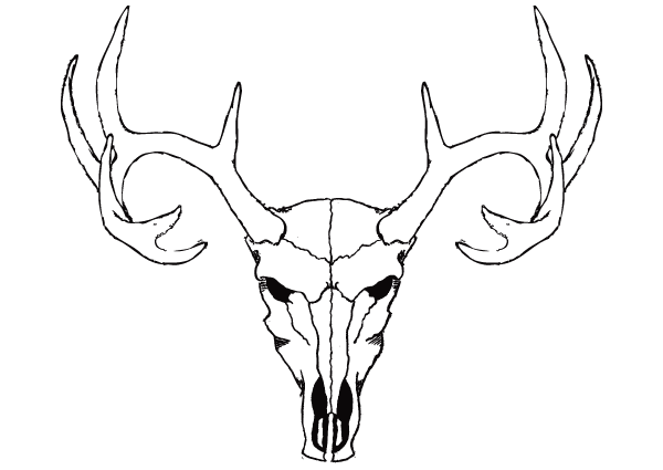 Deer Skull Vector