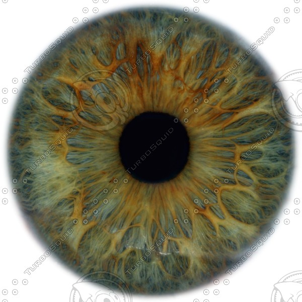 Human Eye Iris Texture