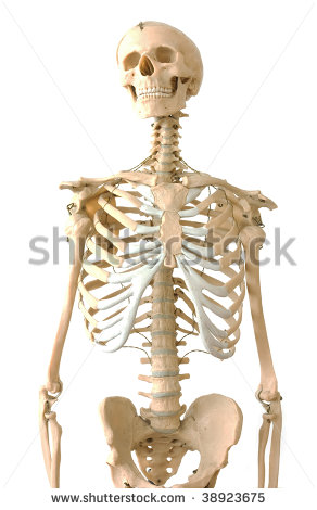 Medical Human Skeleton Skull Pictures
