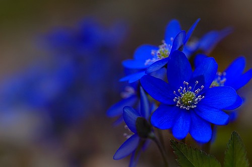 Beautiful Blue Flowers