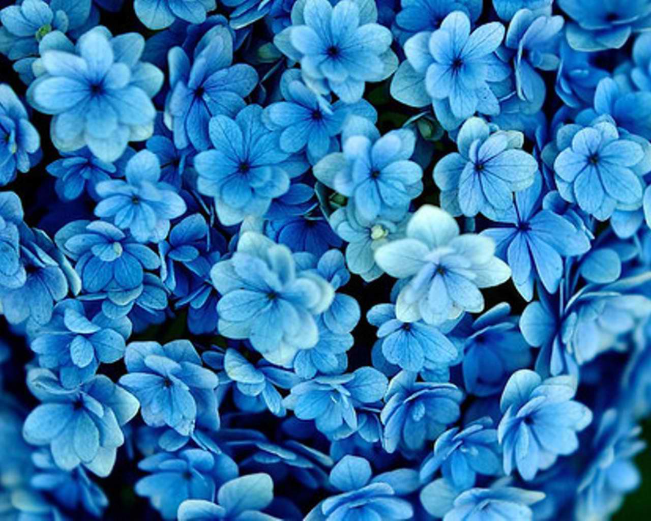 Beautiful Blue Flowers