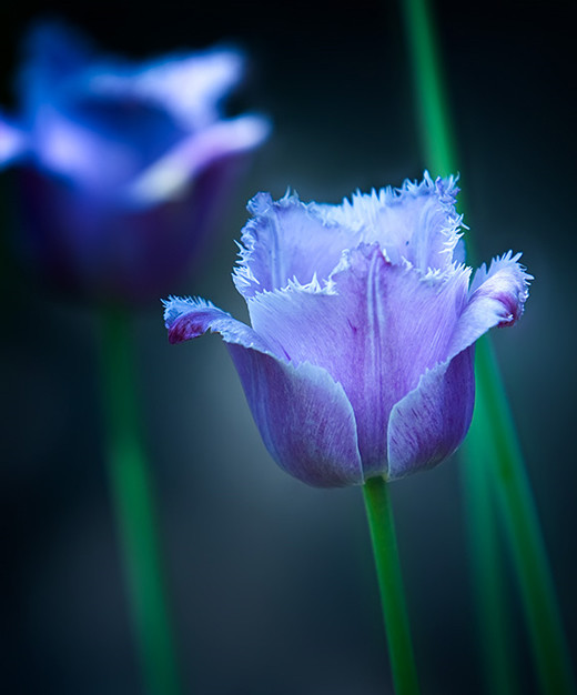 Beautiful Blue Tulips Flowers