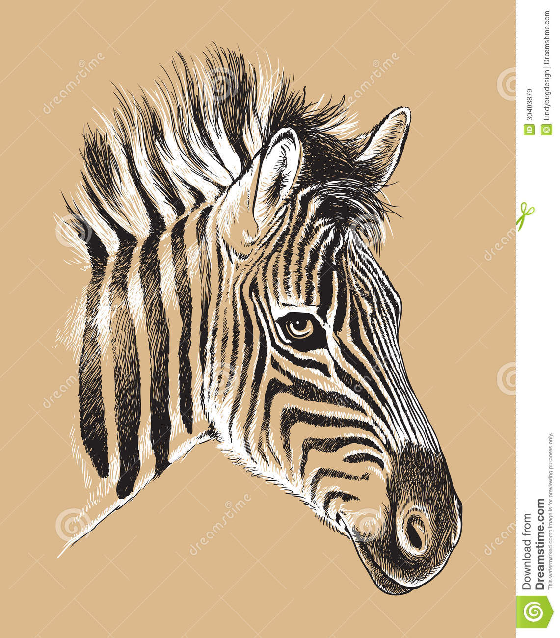 Black and White Zebra Face Sketch
