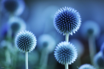 Blue Flower Desktop