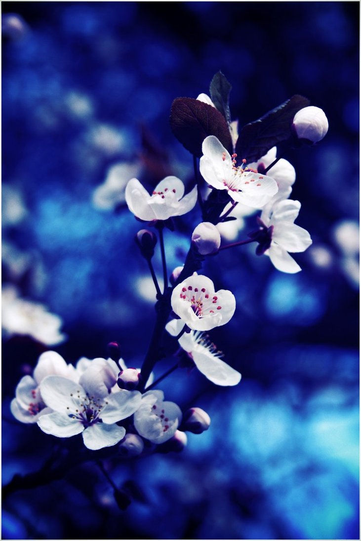 Blue Flower Photography Tumblr