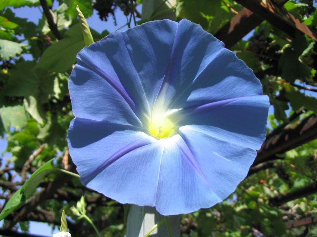 Blue Flower Types