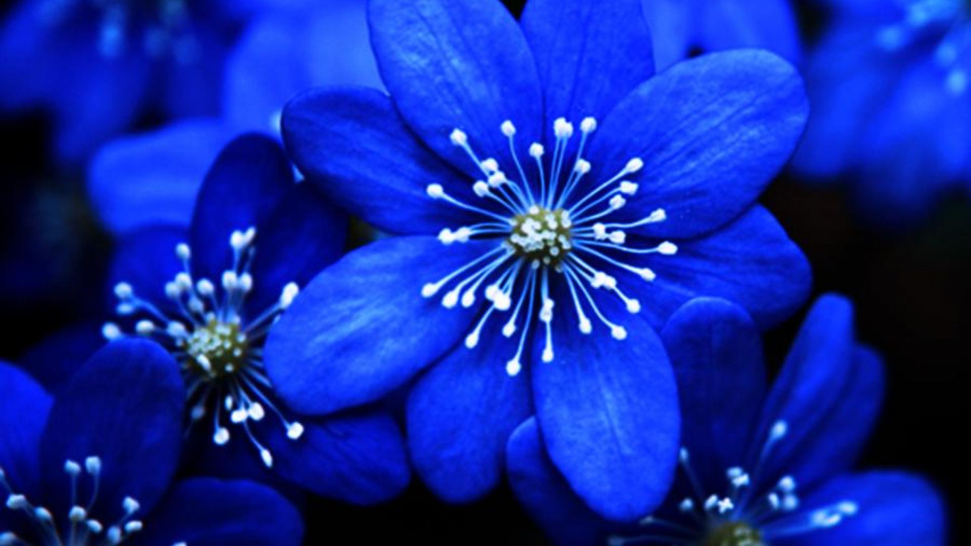 Blue Flowers as Backgrounds