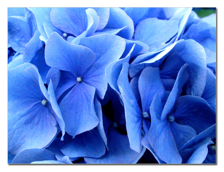 Blue Flowers Photography