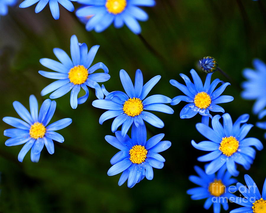 Blue Flowers Photography