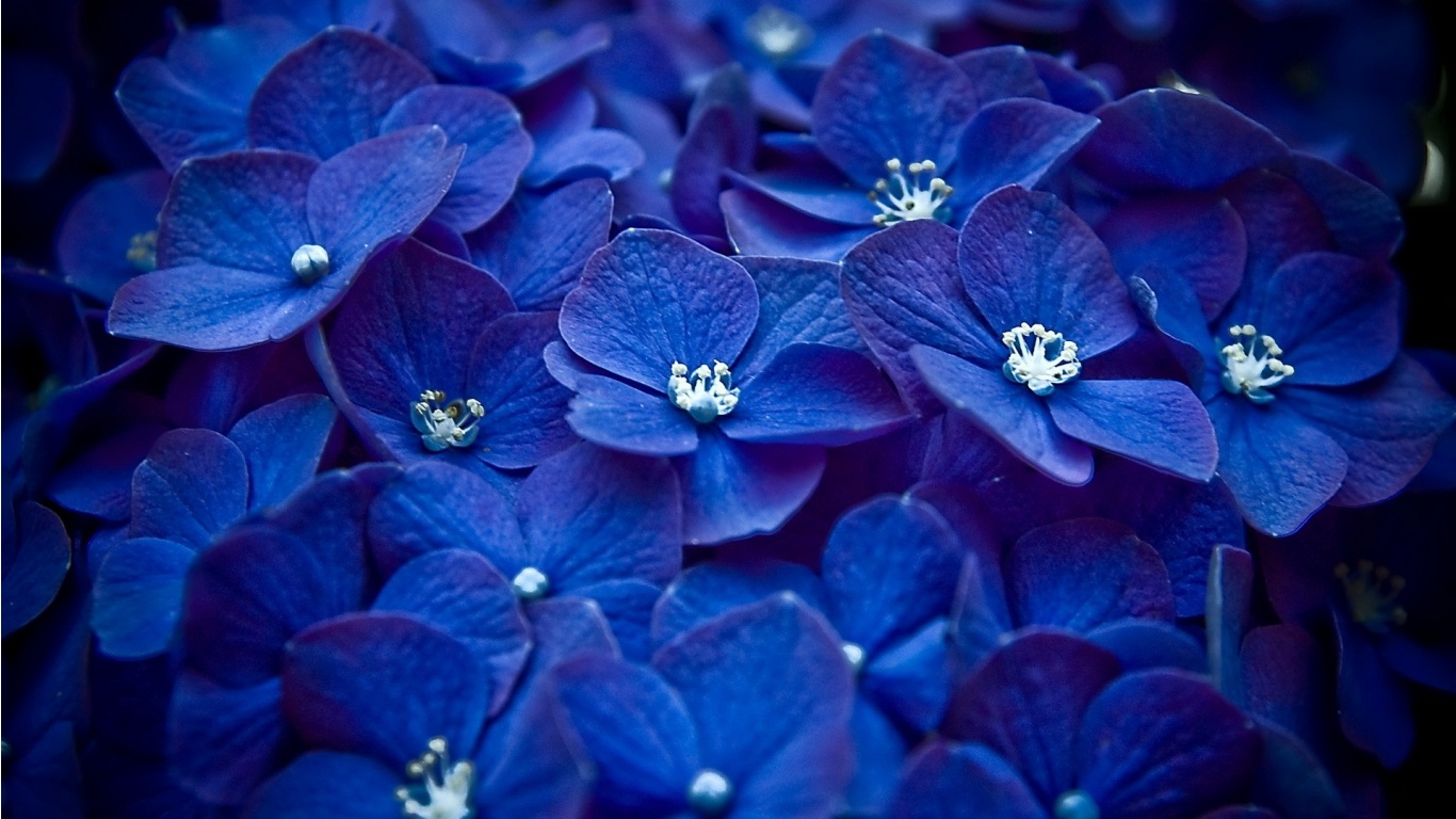 16 Blue Flower Photography Images