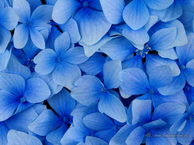 Blue Flowers