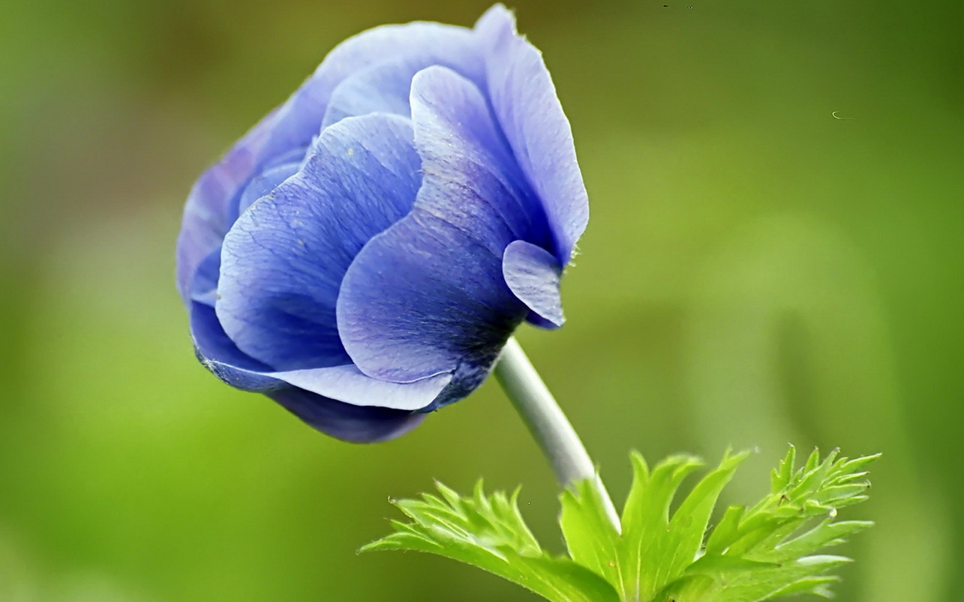 Blue Nature Flowers