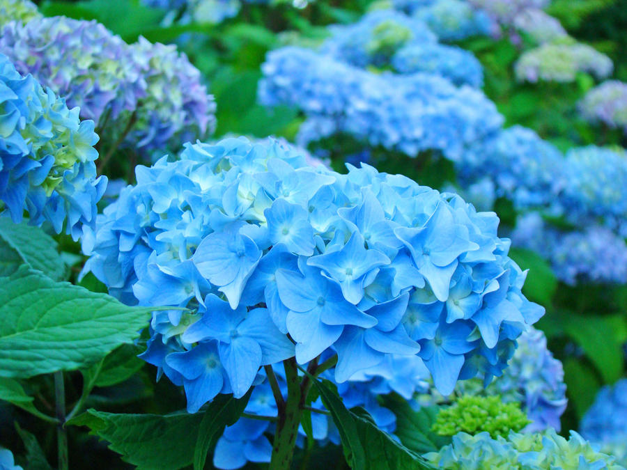 Blue Summer Flowers Garden