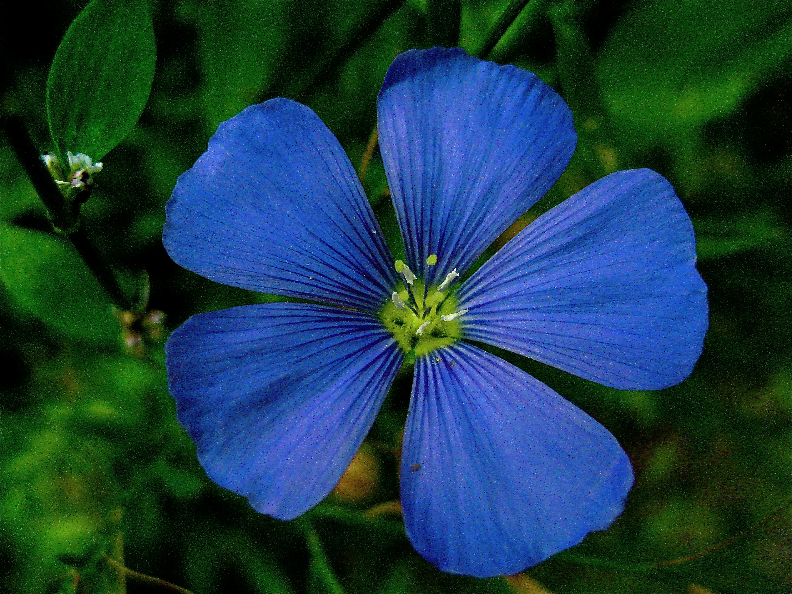 Dark Blue Flower Names