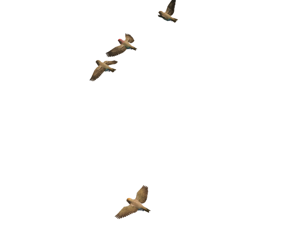 Flying Birds Transparent