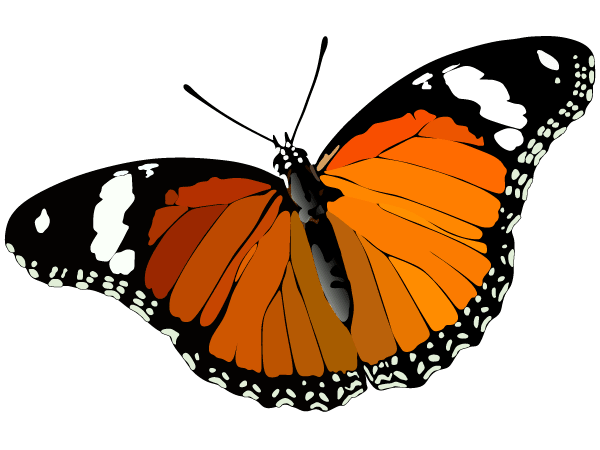 Free Butterfly Vector Art