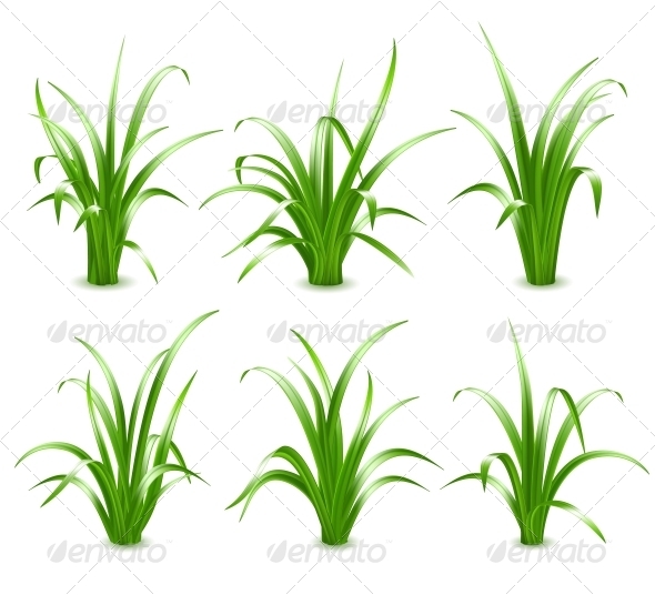 Grass Vector Illustration Grass Vector Illustration