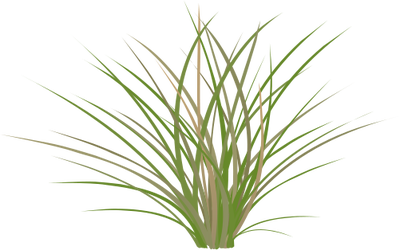 Grass Vector Illustration Grass Vector Illustration