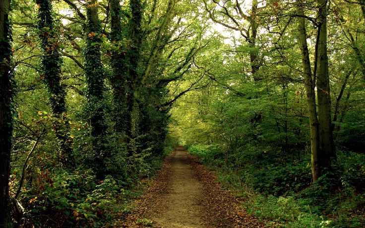 Nature Wallpaper Forest Path Road