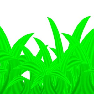 Plant Vector Graphic