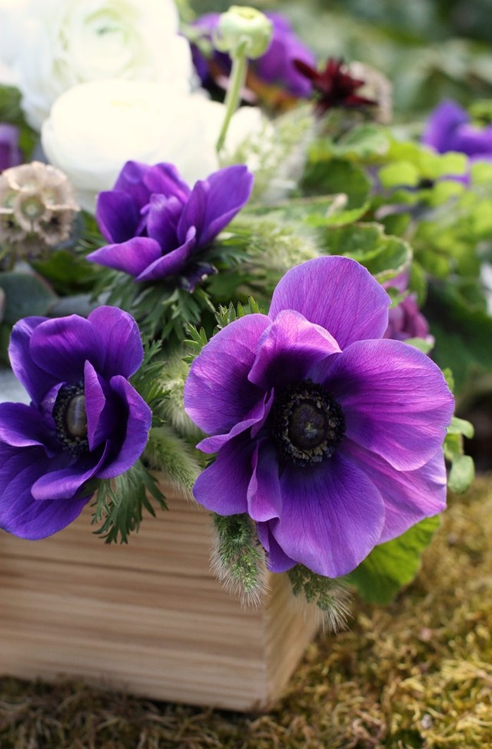 Purple Anemone