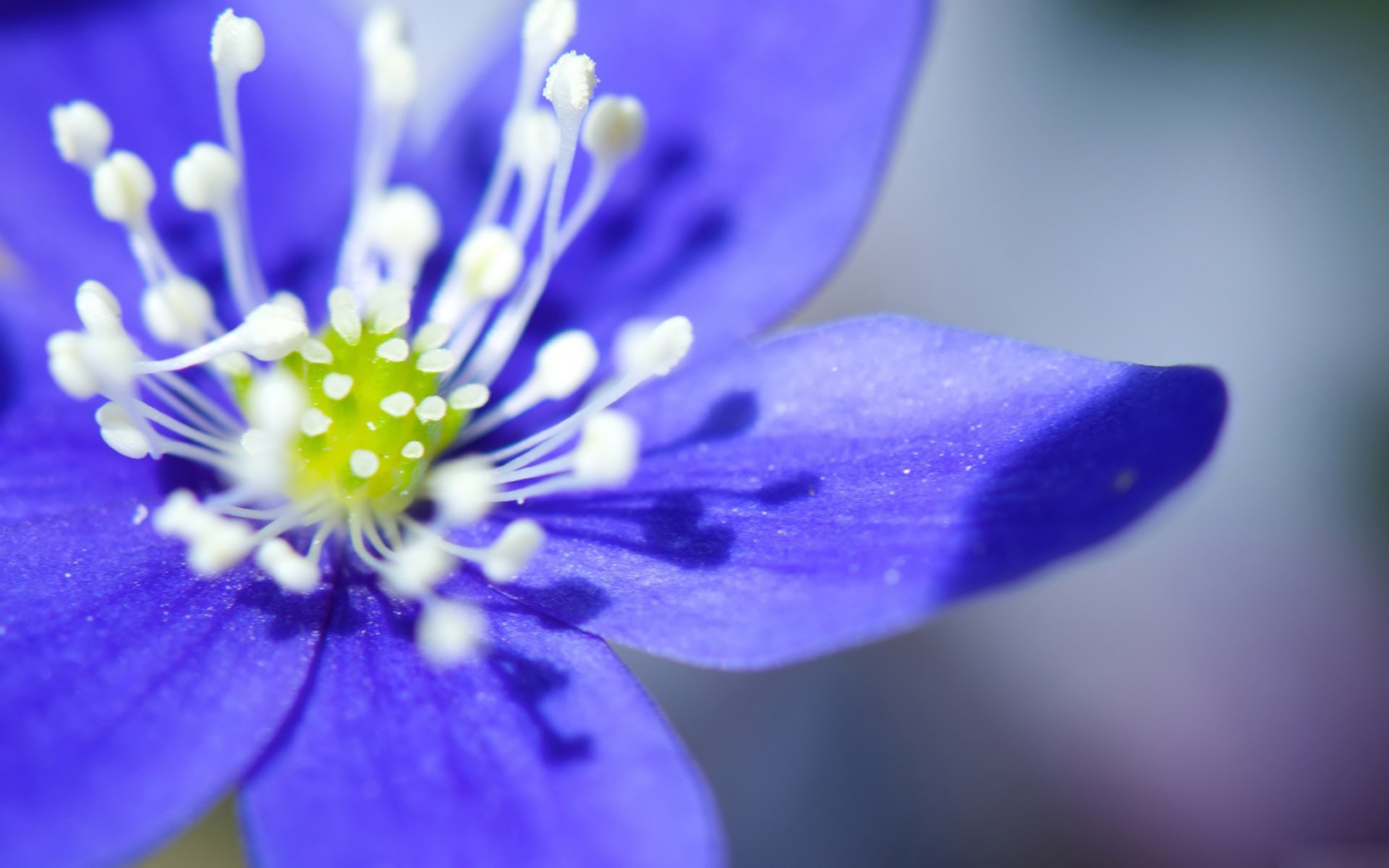 Purple Flower Desktop