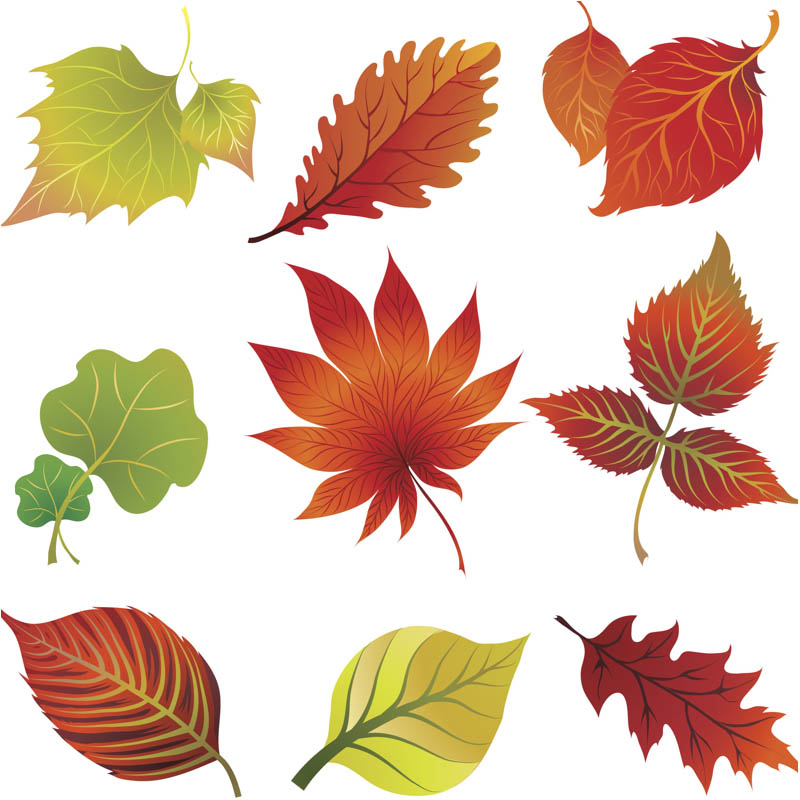 Vector Fall Leaves Clip Art