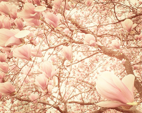 Vintage Nature Photography Flowers Vintage Nature Photography Flowers