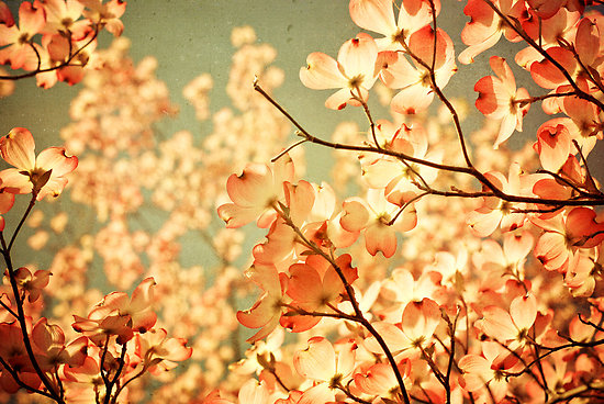 Vintage Spring Flowers Vintage Spring Flowers