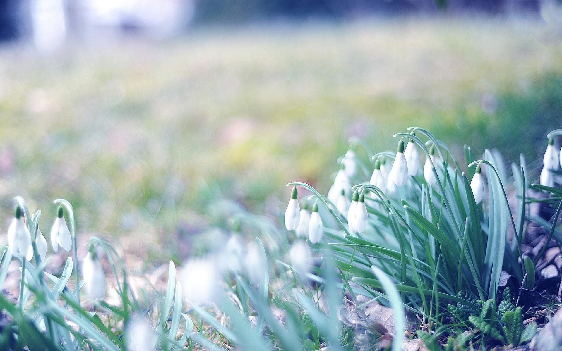 Vintage Spring Flowers Vintage Spring Flowers