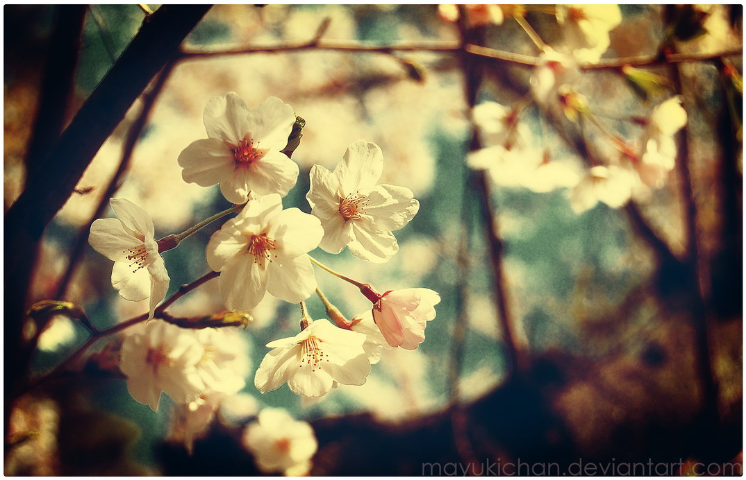 Vintage Spring Vintage Spring