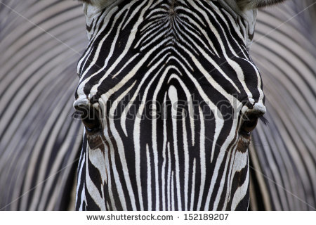 Zebra Face