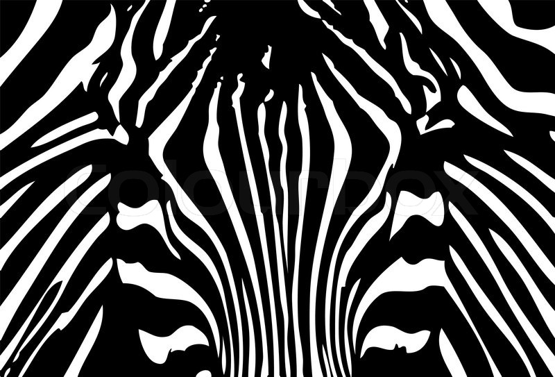 Black and White Zebra Head