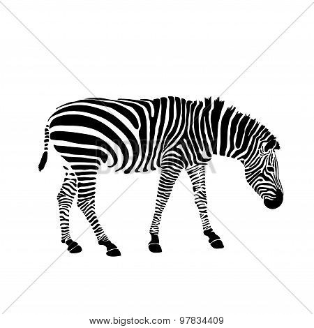 Black and White Zebra Wallpaper