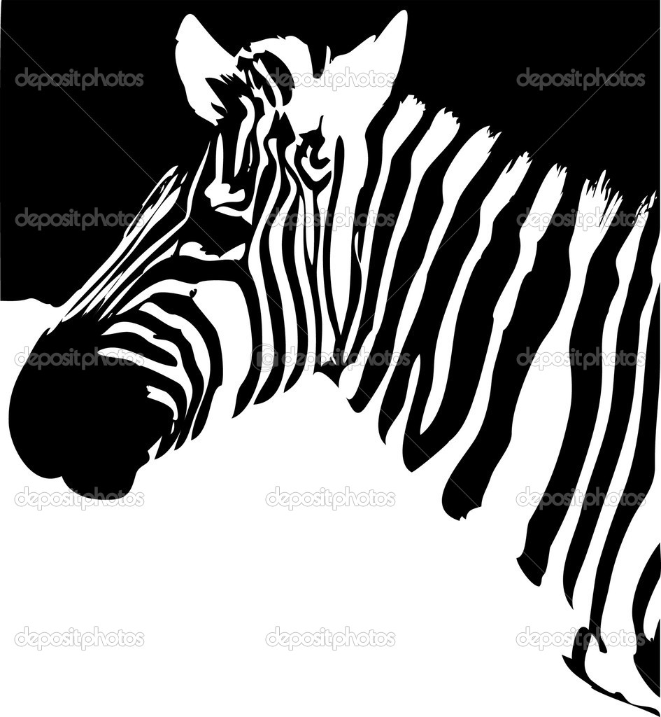 Black and White Zebra