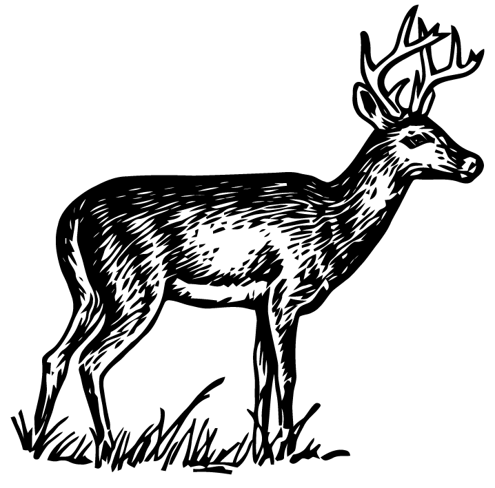 Free Deer Vector Art