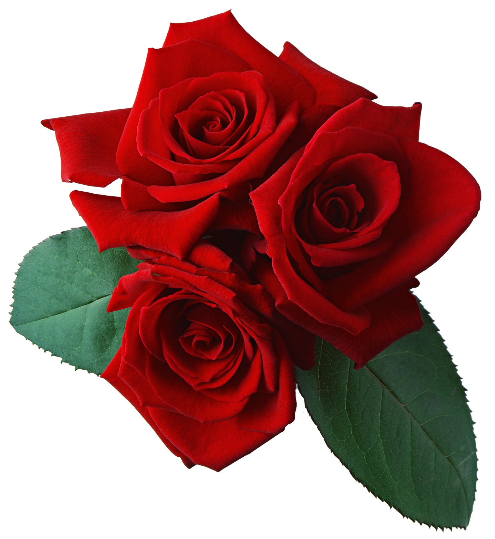 Red Rose with Transparent Background