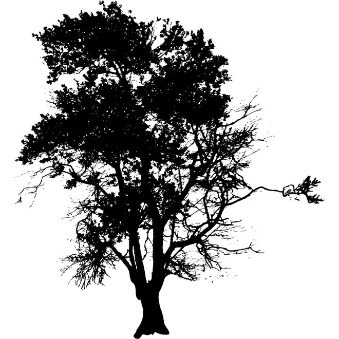 Tree Silhouette Vector