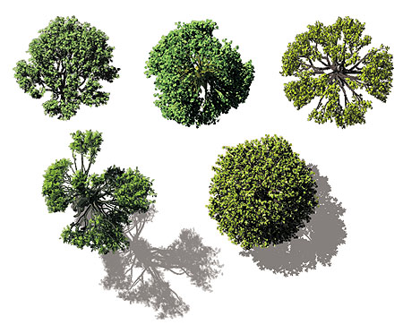 13 Real Photoshop Trees Plan Images