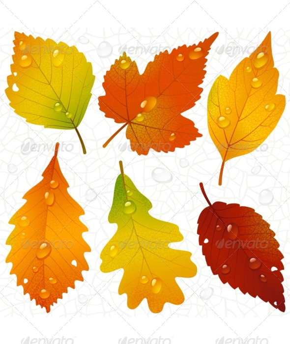 Autumn Leaf Vector