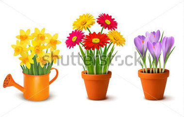 Colorful Spring Flowers in Pots