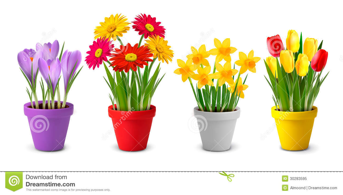 Colorful Spring Flowers in Pots