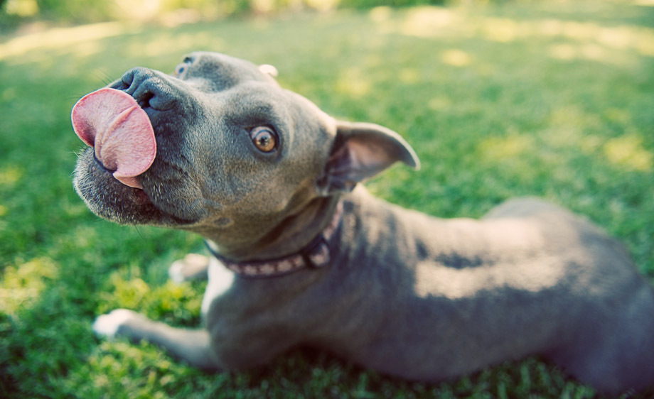 Dog-Photography-Studio