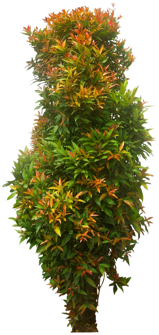 Eugenia Brush Cherry Plant