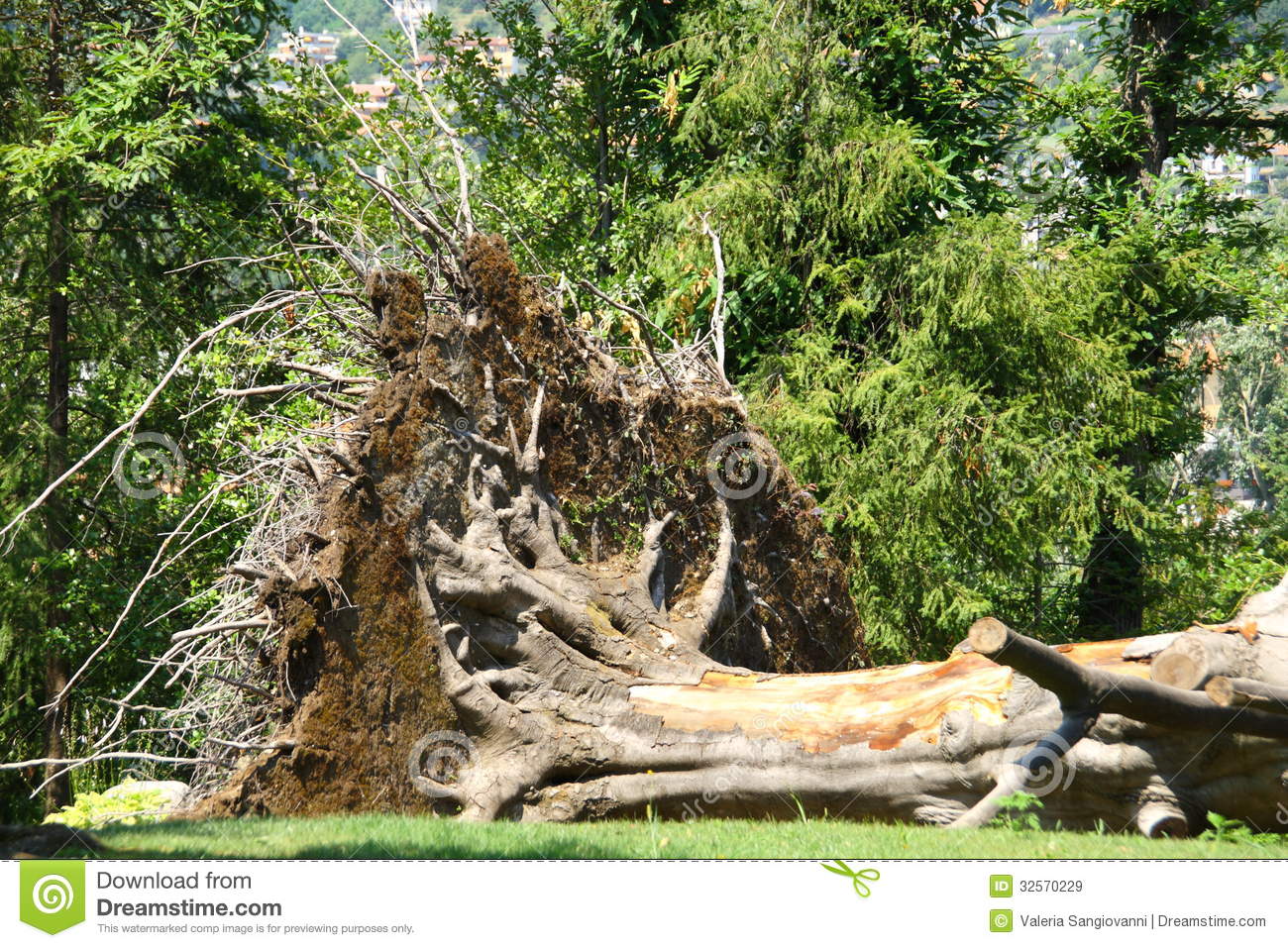 Fallen Tree