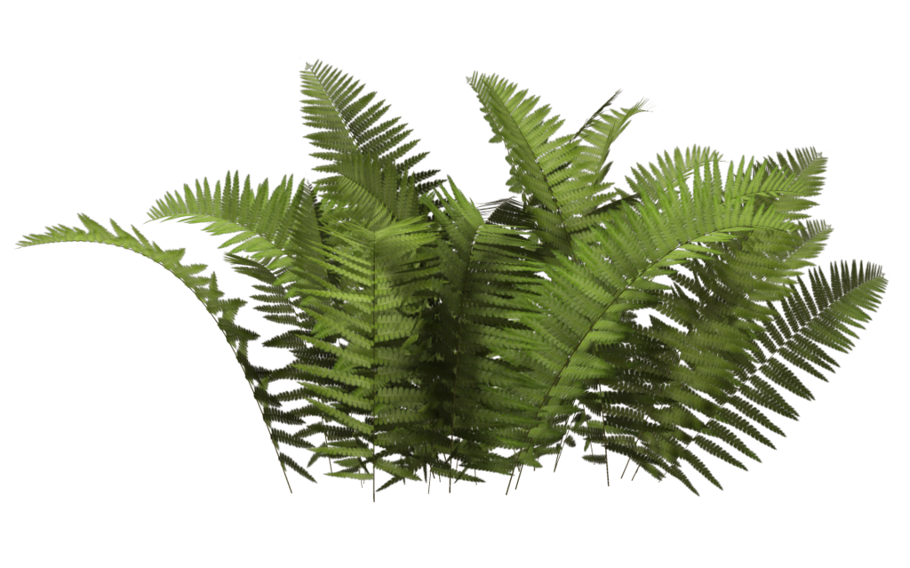 Fern with Transparent Background