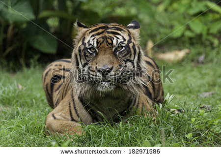 Ferocious Tiger Sketch